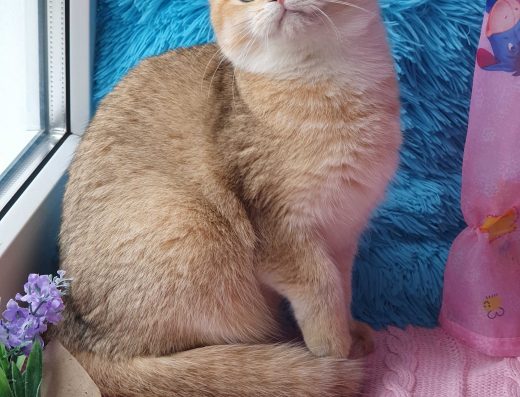 Британська Золотиста Шиншила: Кішечка Ненсі