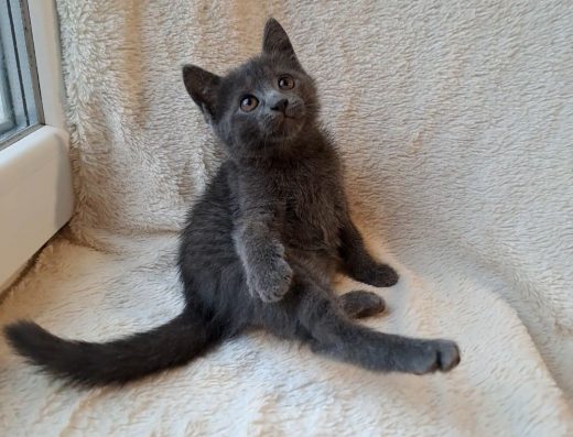 Шотландська Дівчинка: 1.5 Місяці