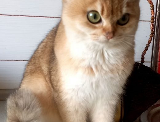 Британці: Короткошерсті, Шоколад та Чорне Золото