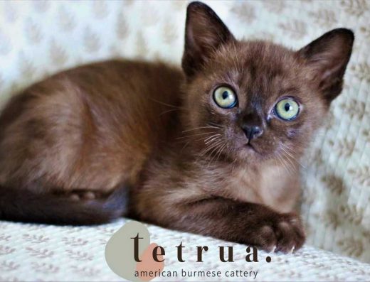 Американська Бурма: Дівчатка Соболь, Стерилізовані