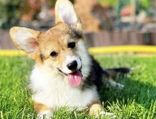 Вельш-коргі пемброк.