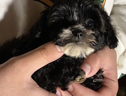 Цікавий ведмедик міні мальтипу F1 бебі-фейс.