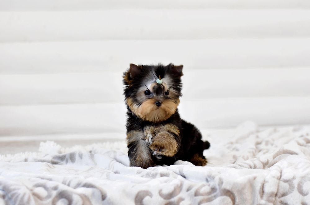 Ексклюзивний екстра-міні хлопчик Йорк!