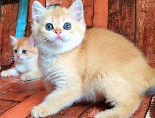 Красиві й кумедні малюки для душі та сім’ї. Кошенята золота шиншила.