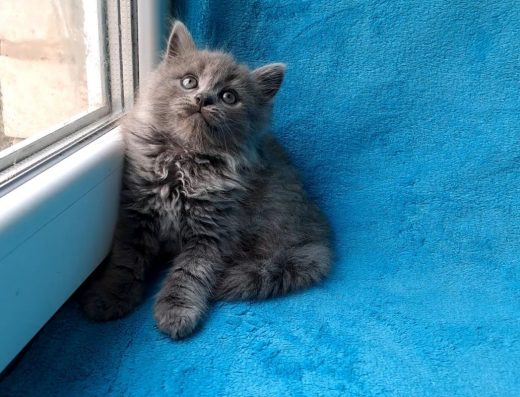 Чудовий сибірський хлопчик