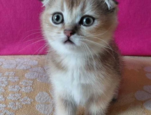 Шотландська висловуха кішечка в окрасі ny11.