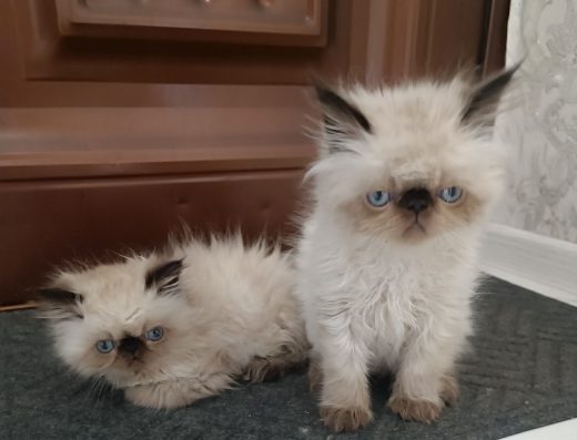 Яскраві перси, Одеса.