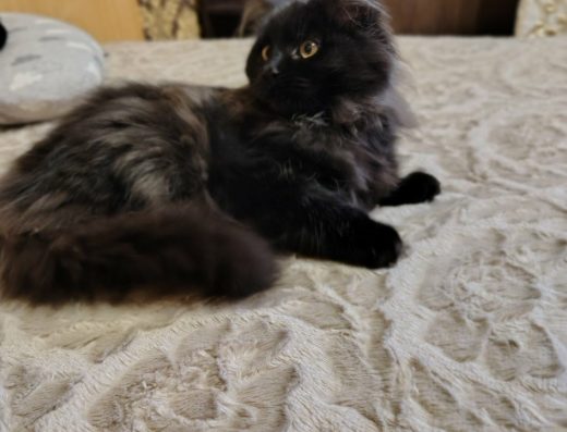 Мейнкун, гарне кошеня.