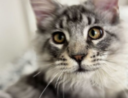 Сріблястий Мейн Кун – кошеня з китичками.