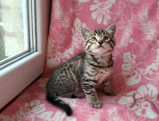 Чарівний бенгальський хлопчик.