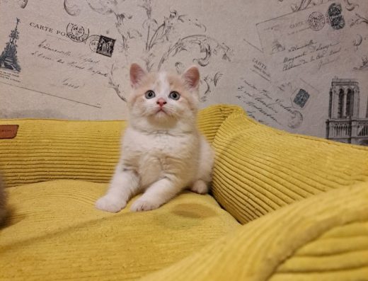 Шотландські кошенята кремового забарвлення.