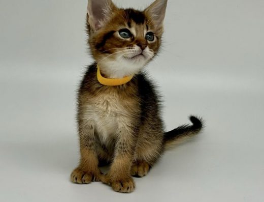 Абіссинець, хлопчик.