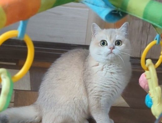 Шиншила, голубе золото AY 12. Хлопчик.