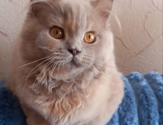 Красуня — шотландська дівчинка.