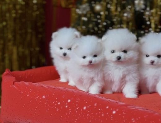 Кукольні міні-мишки! Щеня померанського шпіца. Щенки шпіца. Білий пом