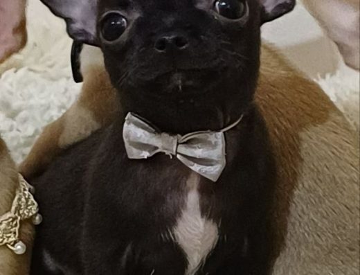 Мікро-хлопчик чихуахуа.