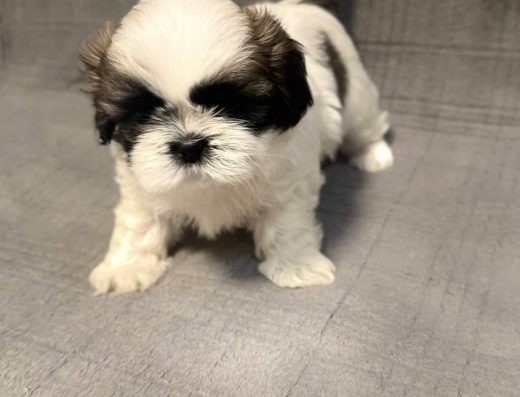 Продаються цуценята Ши-Тцу.