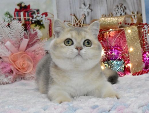 Золота блакитна шиншила, котик, продаж.