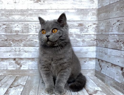 Британський котик Діоніс.