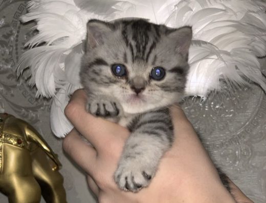 Продаються неймовірно милі шотландські кошенята, народжені 25 жовтня.