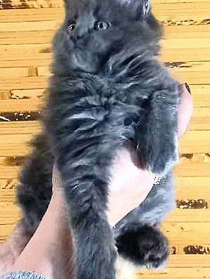 Котята мейн-куни з розплідника.