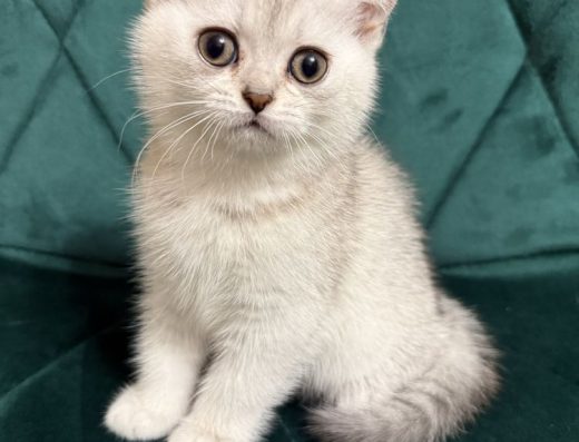 Скоттіш страйт, шиншила.