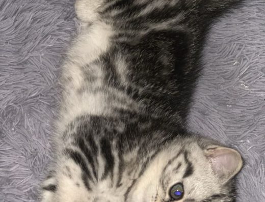 Неймовірна шотландська кішечка.