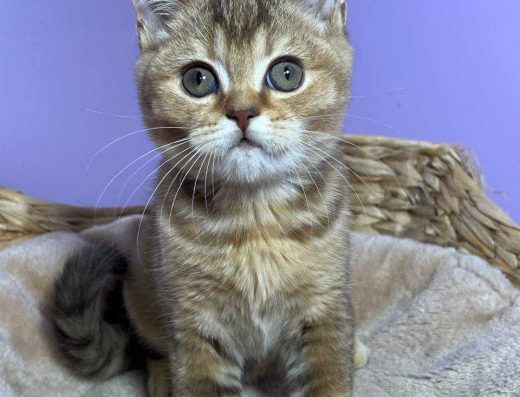 Шотландський прямовухий золотий хлопчик