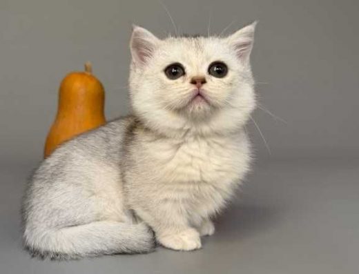 Кошенята породи Манчкін. Великий вибір.