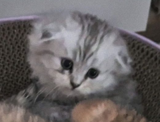 Прямовухі та висловухі шотландці