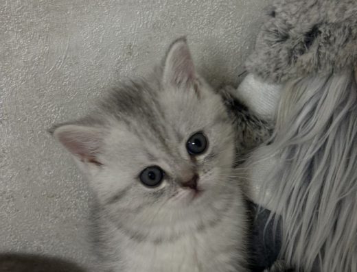 Британські срібні шиншили