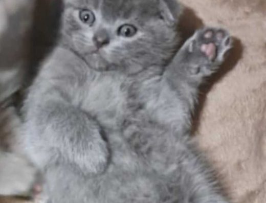 Висловухий шотландець. Блакитний окрас.