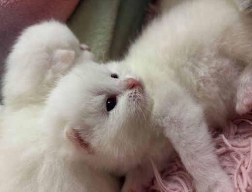 Бронювання Шотландських кошенят