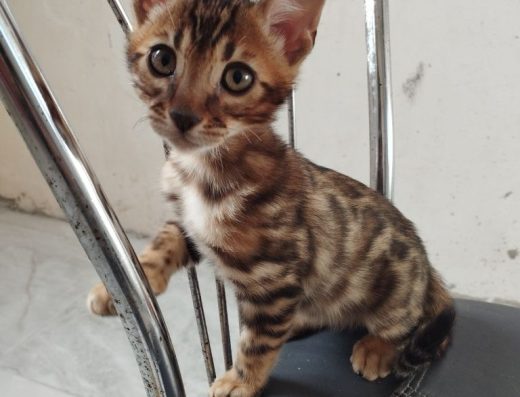 Бенгальський хлопчик. Яскрава розетка