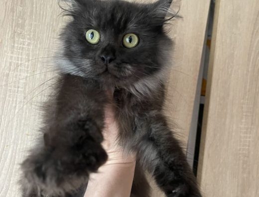 Димчаста красуня Мейн-кун