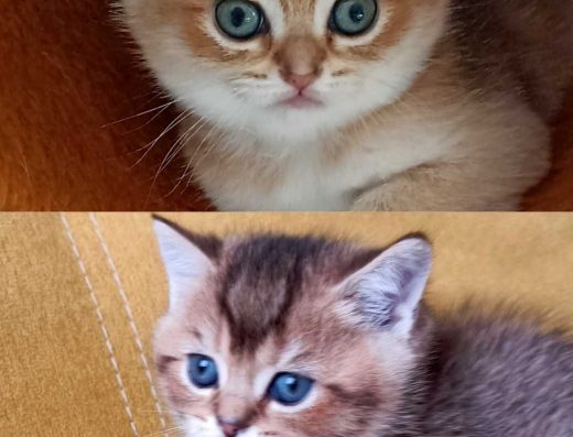 Кошенята у забарвленні Золота шиншила