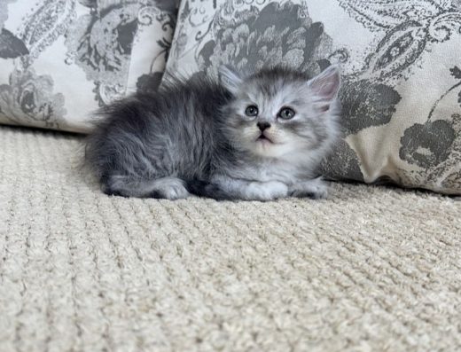 Сибірські кошенята: Вибір окрасів Хлопчики та Дівчатка