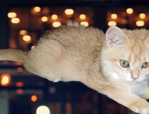 Британська короткошерста: Золота шиншила (Хлопчик)