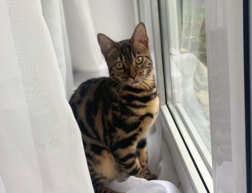 Бенгальська кішка: Підрощена красуня Асті