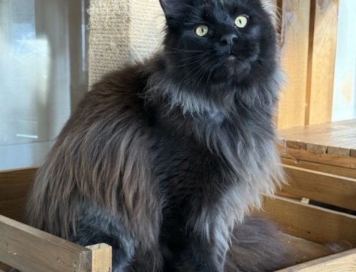 Мейн-кун: Великий хлопчик Чорного забарвлення