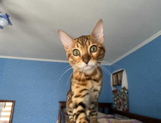 Бенгальське кошеня: Дівчинка з документами