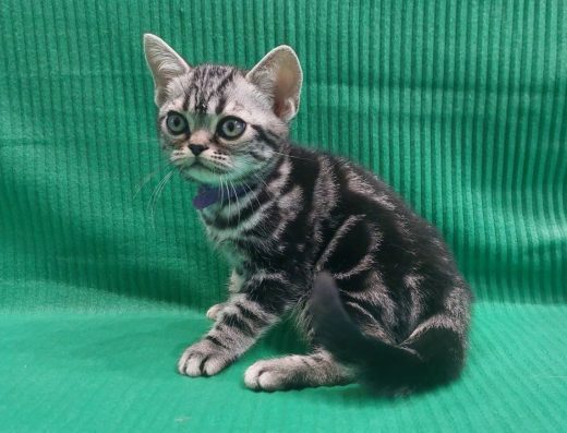 НОВОРІЧНІ ЗНИЖКИ! Хлопчик Ден — американська короткошерстна