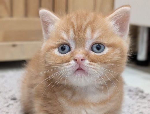 Хлопчик Візлі, червоний мармуровий