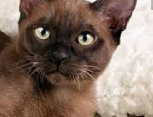 Кошеня Європейської Бурми