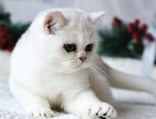 Британський хлопчик: Біла шиншила. Вільний до бронювання