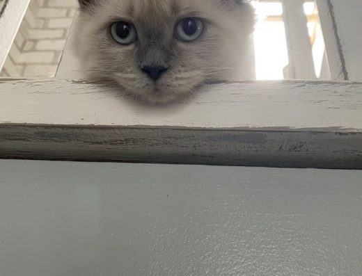 Невські маскарадні кошенята: Сибірський підвид з сіамським забарвленням