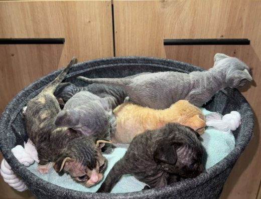 Девон-рекс - неймовірно солоденька кучерява дівчинка від клубних батьків.