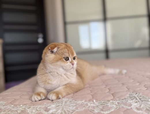 Кошенята шотландці - золота шиншила, 5 міс.