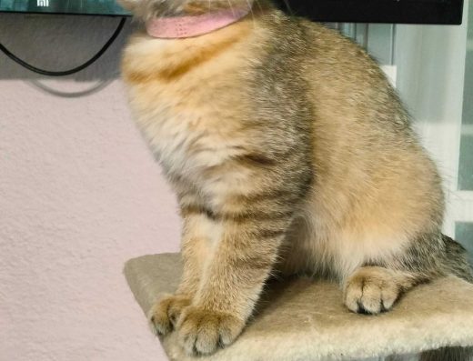 Шотландська Золота Шиншила Scottish Straight (Дівчинка)