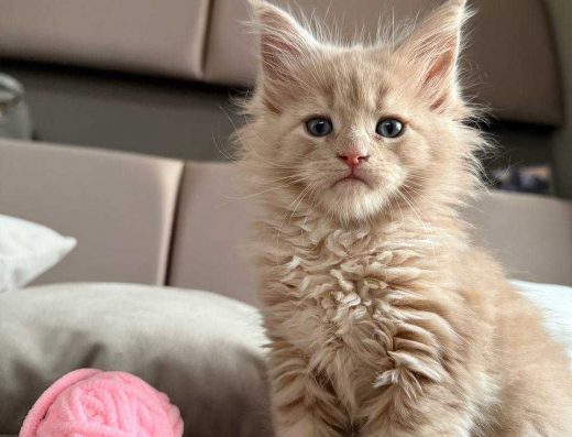 Кошеня мейн-кун - подарунок до новорічних свят.